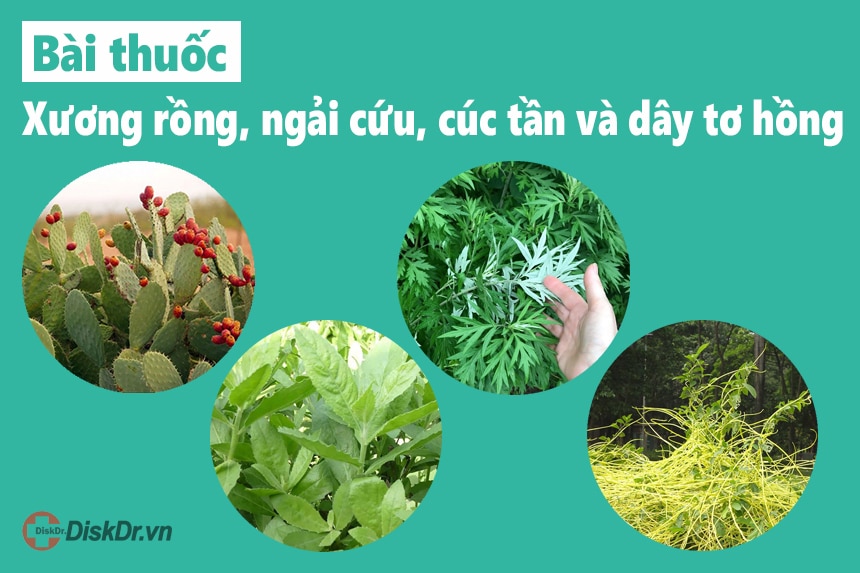 Bài thuốc Xương rồng, ngải cứu, cúc tần và dây tơ hồng