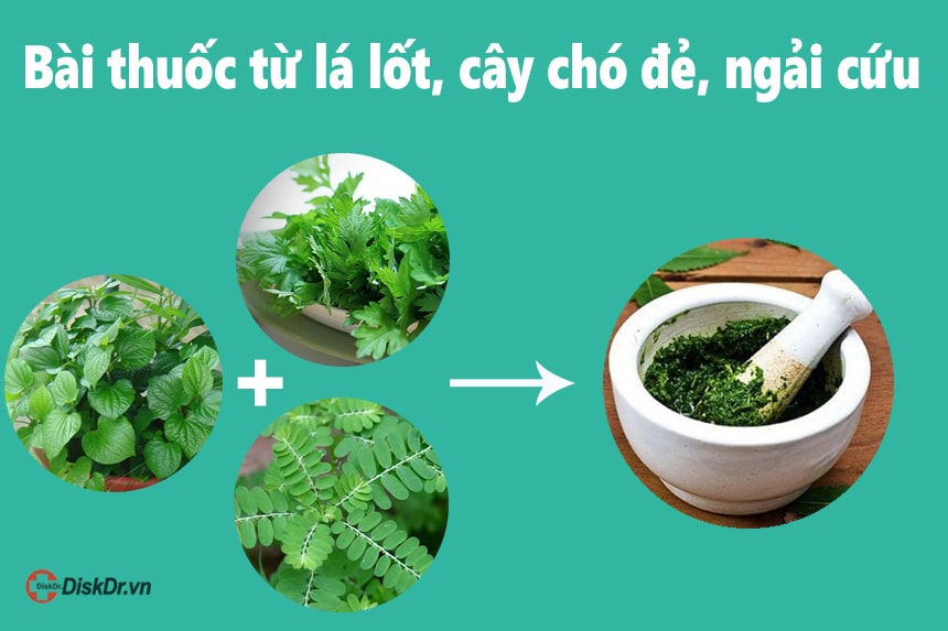 Bài thuốc từ lá lốt, cây chó đẻ, ngải cứu