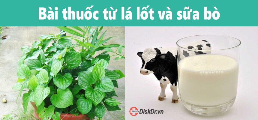 Bài thuốc từ lát lốt và sữa bò