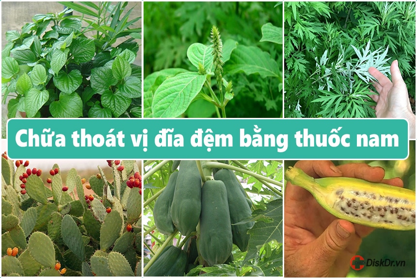 Chữa thoát vị đĩa đệm bằng thuốc nam