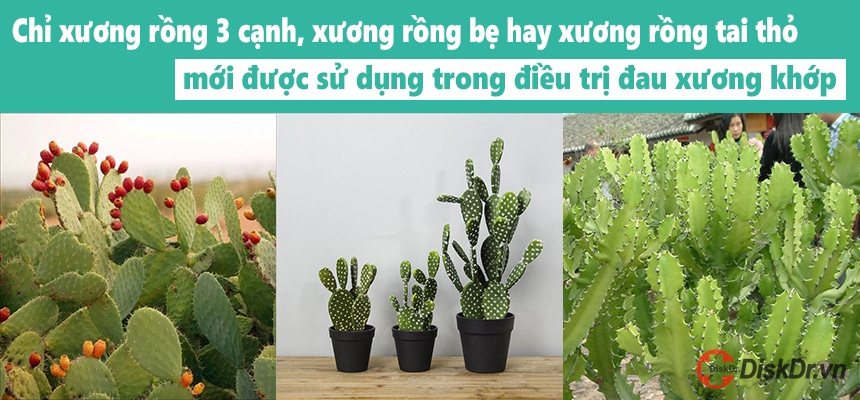 Xương rồng được sử dụng trong điều trị đau xương khớp