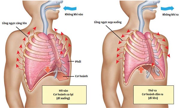 Tập thở sâu khi bơi giúp tuần hoàn máu