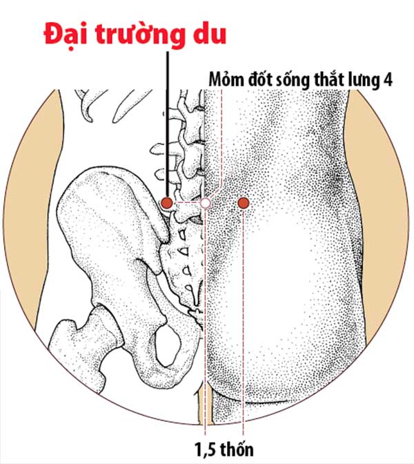 Vị trí của Huyệt đại trường du trên cơ thể.