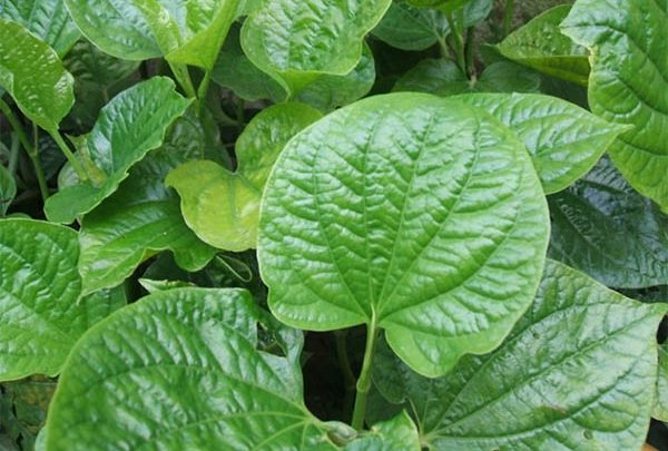 Lá lốt có công dụng cao trong việc điều trị thoát vị đĩa đệm