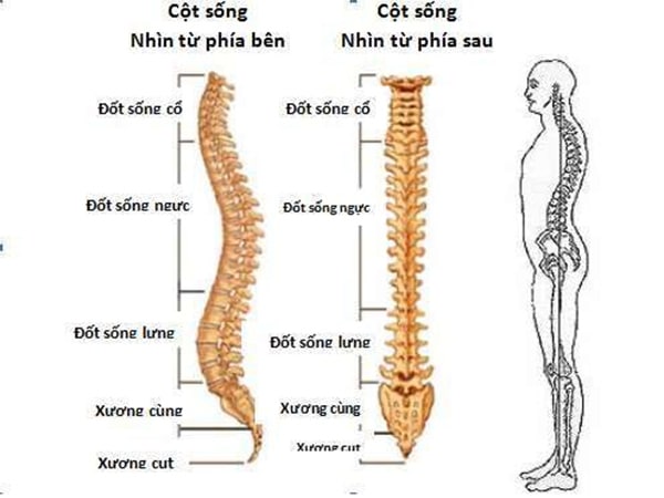 Cột sống luôn ở tư thế chuẩn