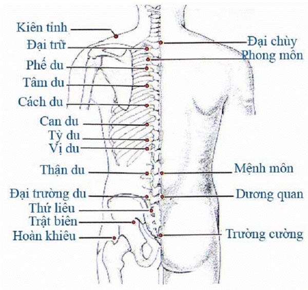 Vị trí các huyệt đạo