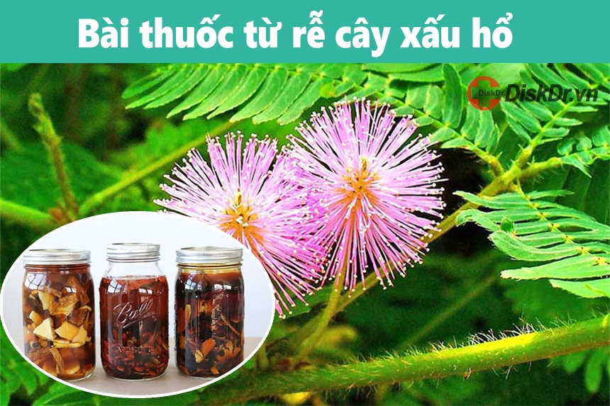 Bài thuốc từ rễ cây xấu hổ