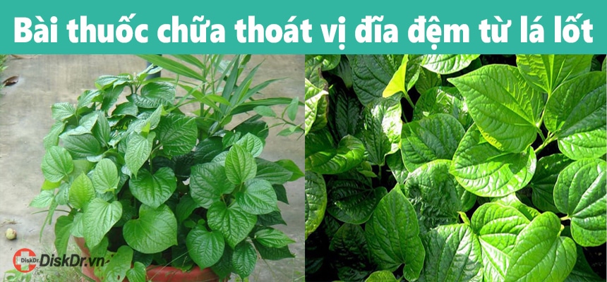 bài thuốc từ lá lốt hiệu quả