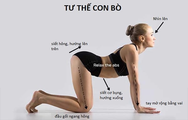 Tư thế con bò