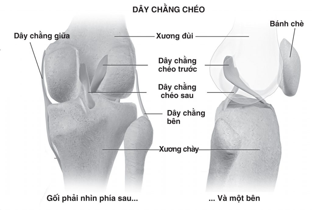 Cấu tạo dây chằng đầu gối