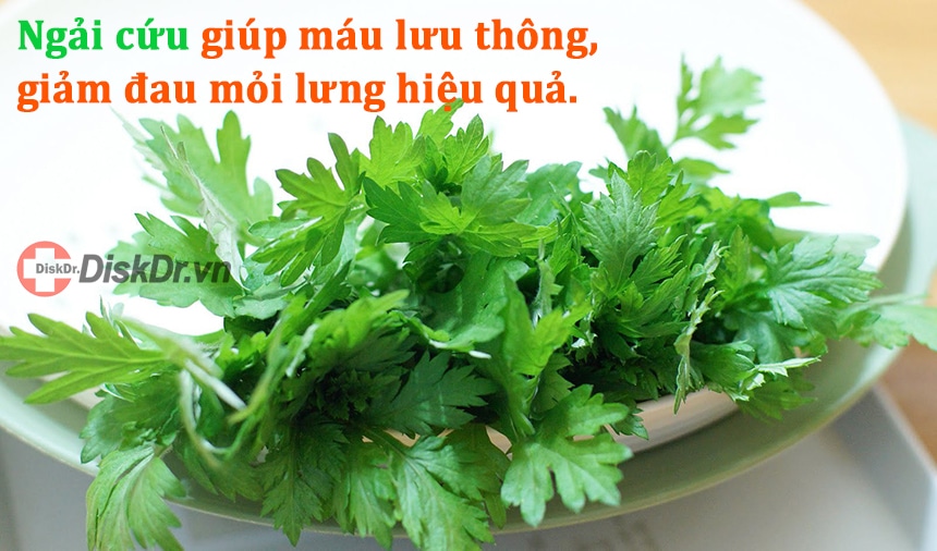 Ngải cứu rất hiệu quả trong điều trị đau lưng và lưu thông máu