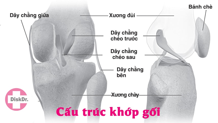 Cấu trúc của khớp gối