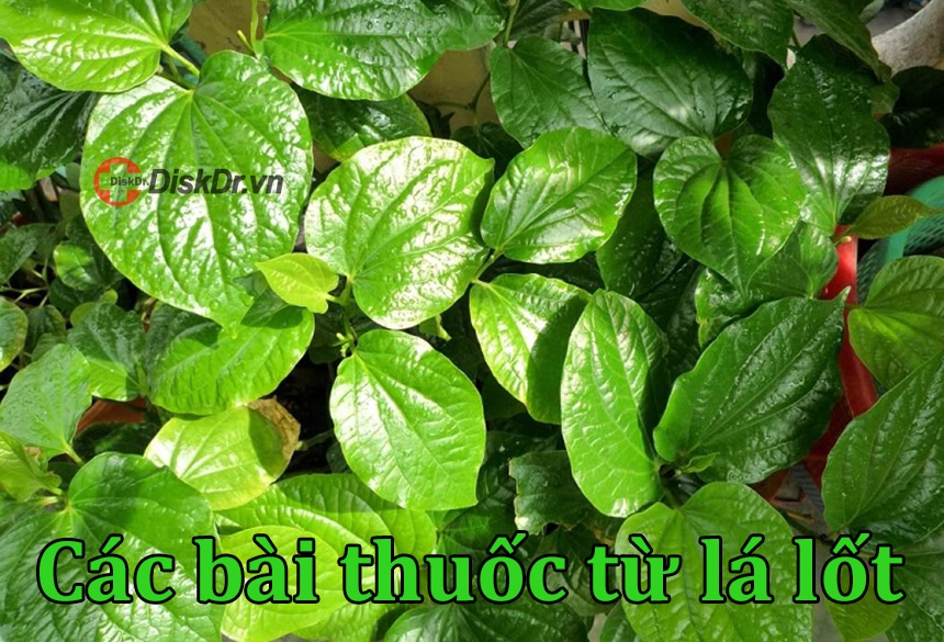 Bài thuốc trị đau thần kinh tọa từ lá lốt