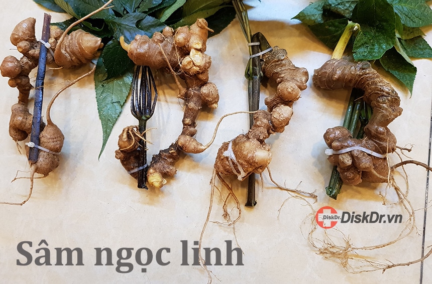 Thật thiếu sót nếu không sử dụng các bài thuốc từ Sâm ngọc linh