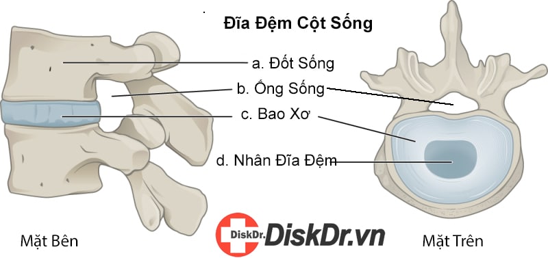 Cấu trúc của đĩa đệm cột sống