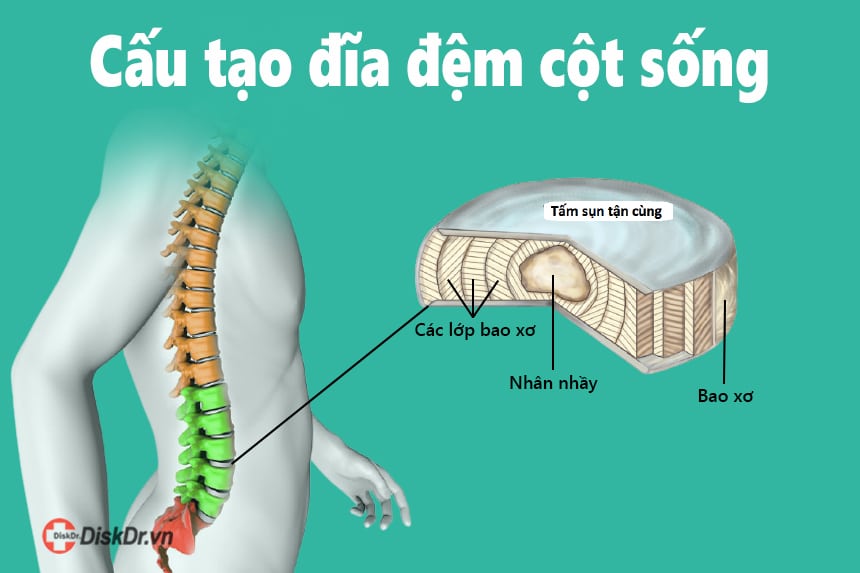 Cấu tạo đĩa đệm cột sống