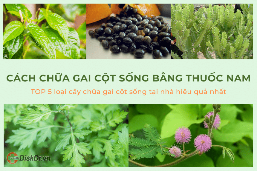 Cách chữa gai cột sống bằng thuốc nam