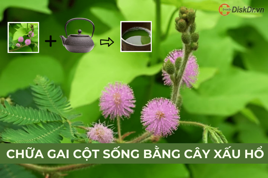 Chữa gai cột sống bằng cây xấu hổ