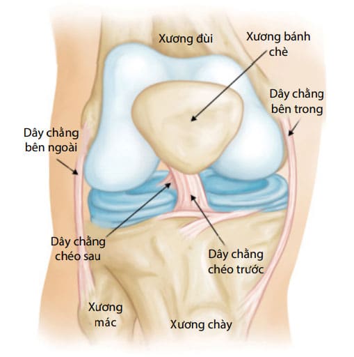 Tổng quan về đứt dây chằng chéo trước