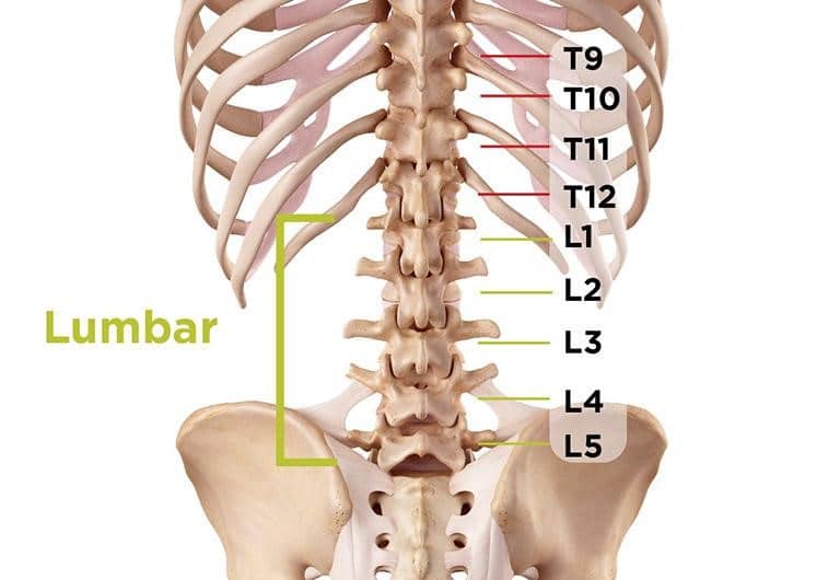 Chức năng của cột sống thắt lưng vị trí L4 L5