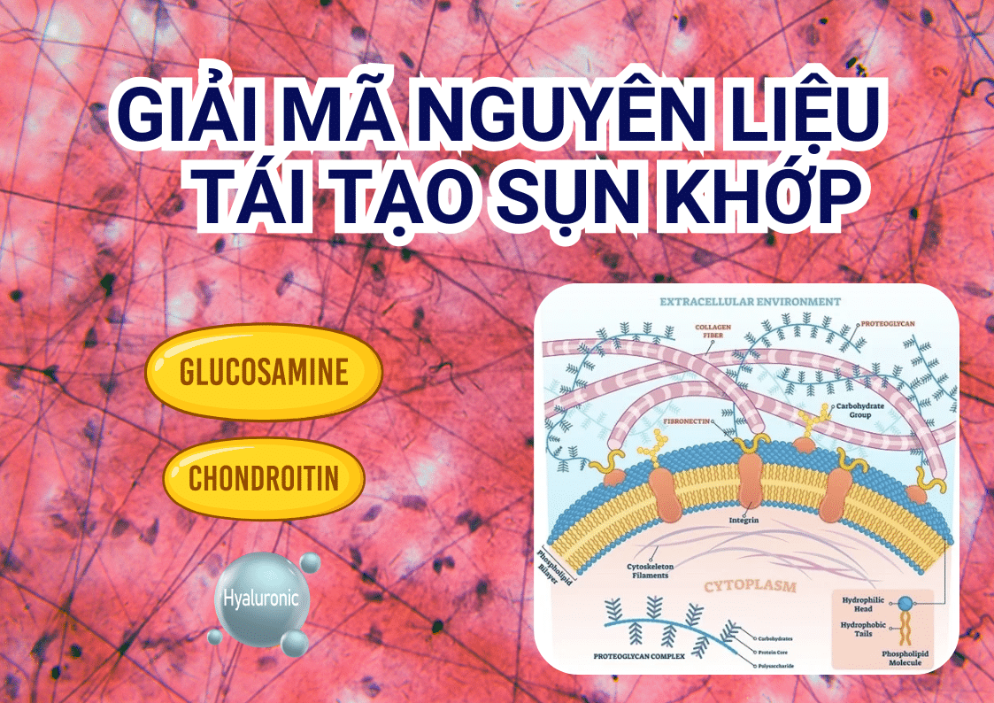 Giải mã nguyên liệu tái tạo sụn khớp của KingJoint F1